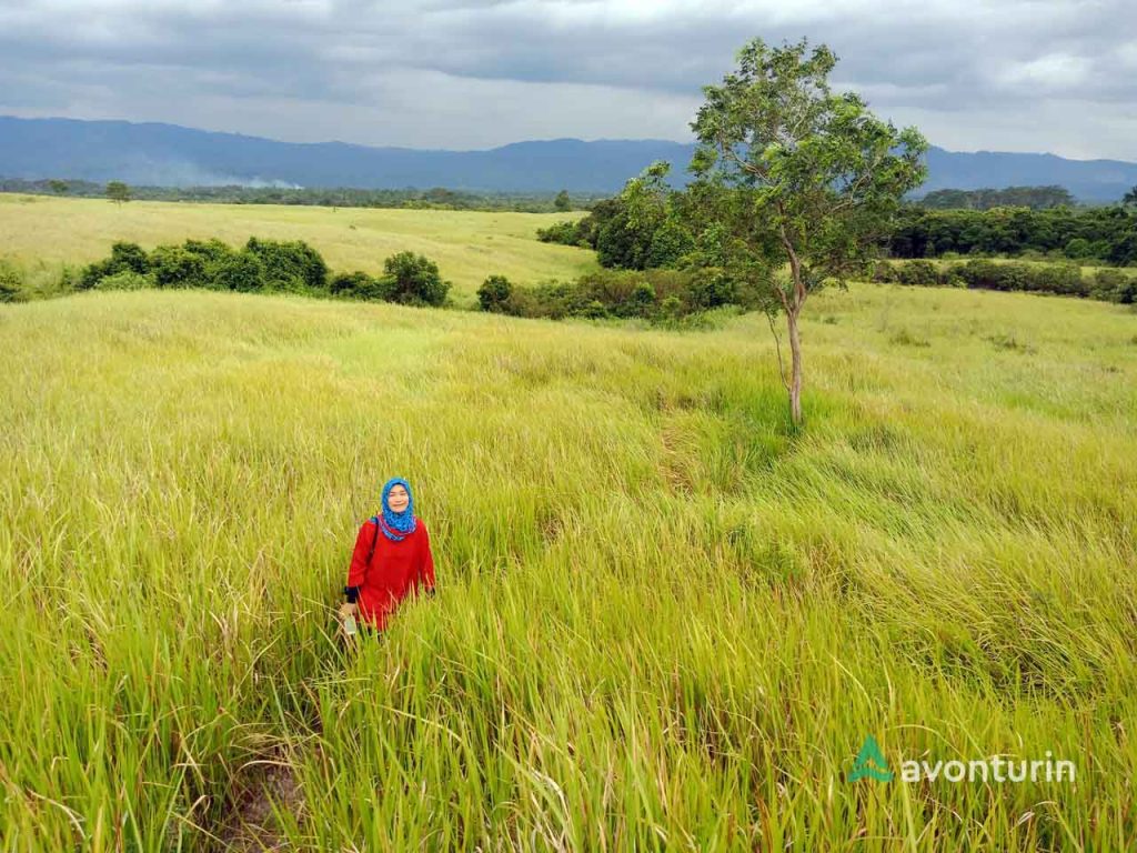 Foto gambar padang rumput di Suoh - avonturin.id - Yopie Pangkey - 5