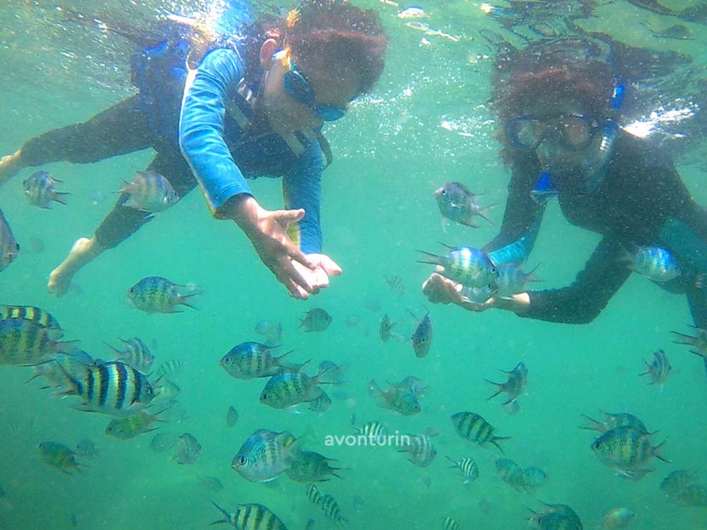 pulau tanjung putus - Wisata Pesawaran